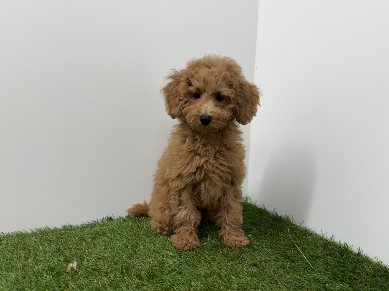 Cavapoo Vrouwelijk Abrikoos - PUP-ID 010724486 | Dierenhof Debrabandere