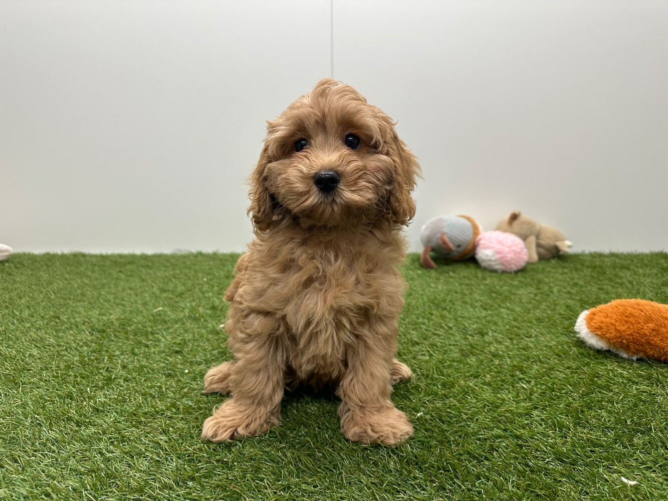 Cavapoo Vrouwelijk Abrikoos - PUP-ID 010724495 | Dierenhof Debrabandere