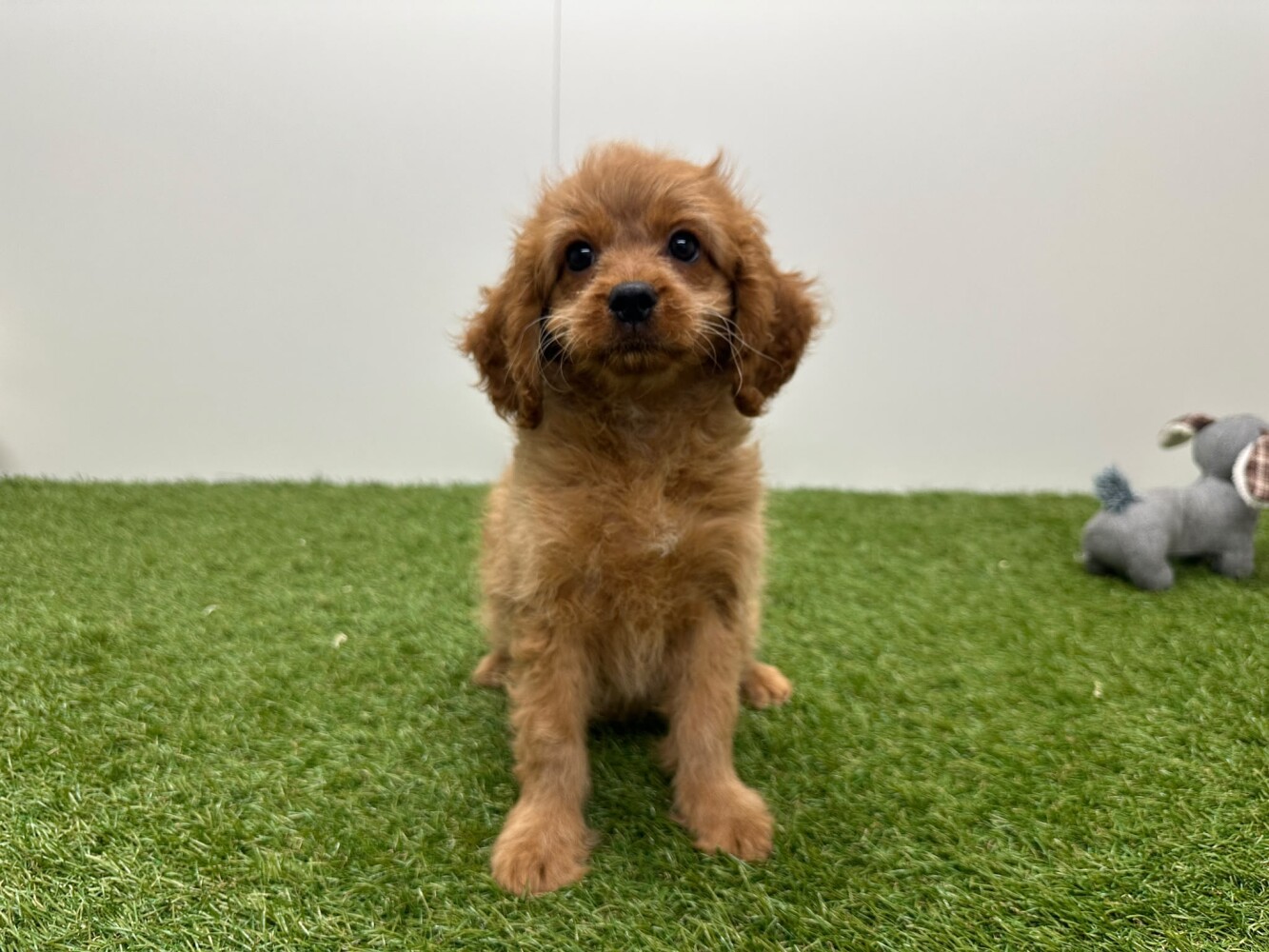 Cavapoo Mannelijk Abrikoos - PUP-ID 010724539 | Dierenhof Debrabandere