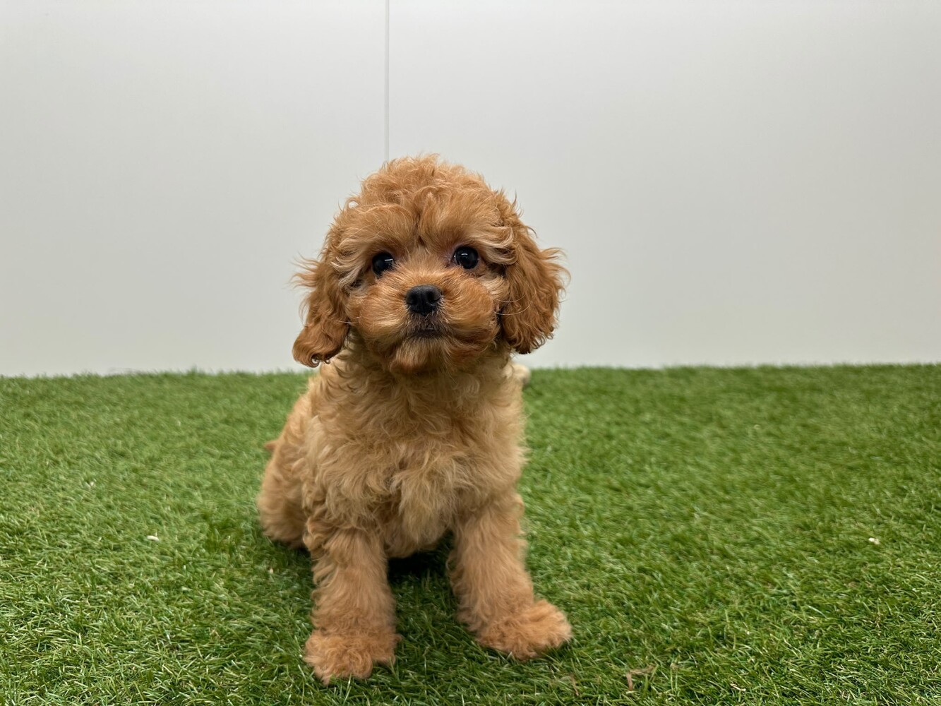 Cavapoo Vrouwelijk Abrikoos - PUP-ID 010724545 | Dierenhof Debrabandere
