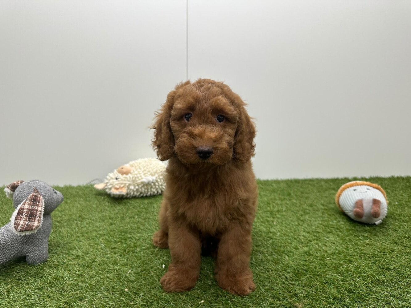 Poedel Mannelijk Abricot - PUP-ID 010724578 | Dierenhof Debrabandere