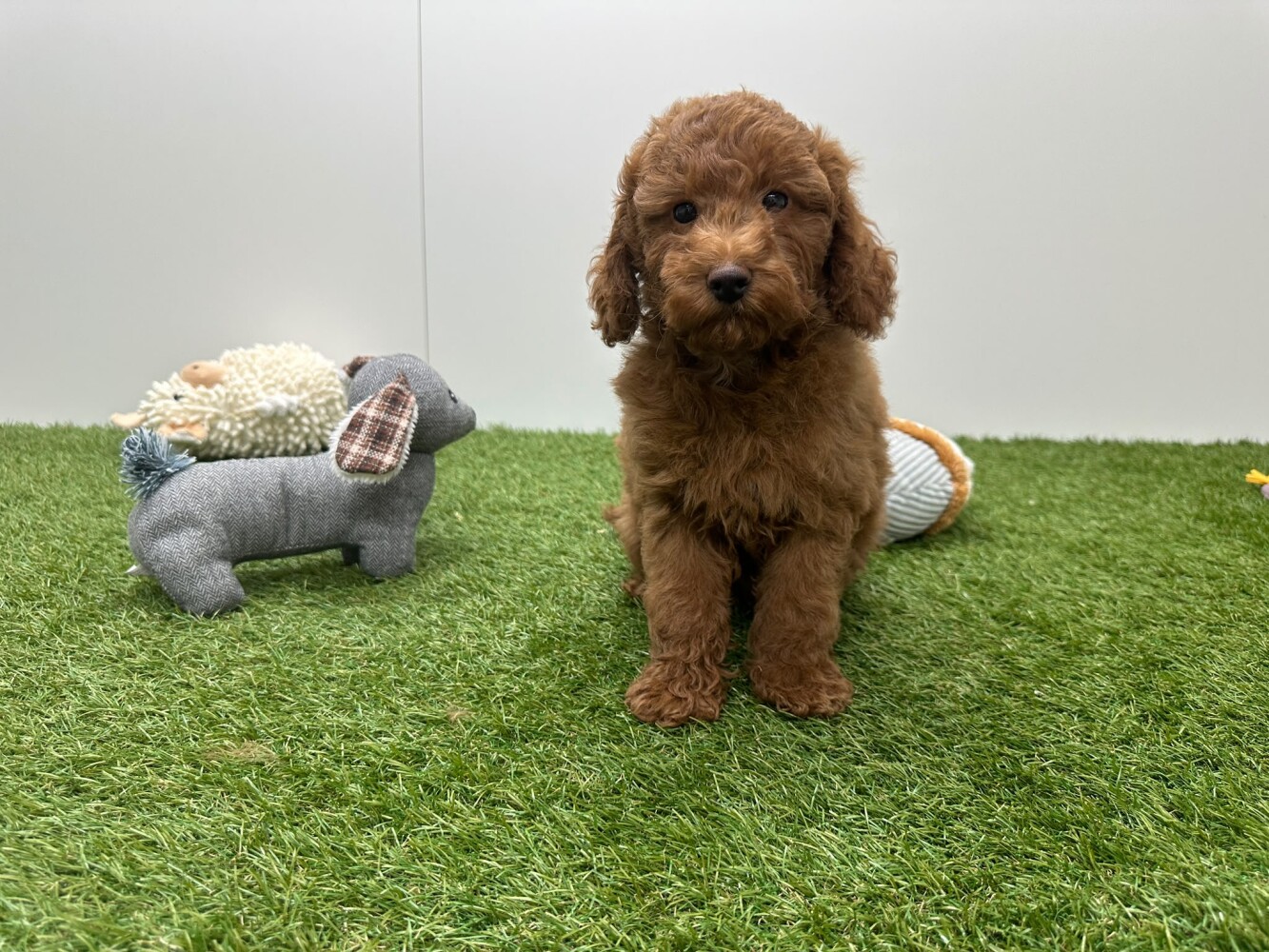 Poedel Mannelijk Abricot - PUP-ID 010724583 | Dierenhof Debrabandere