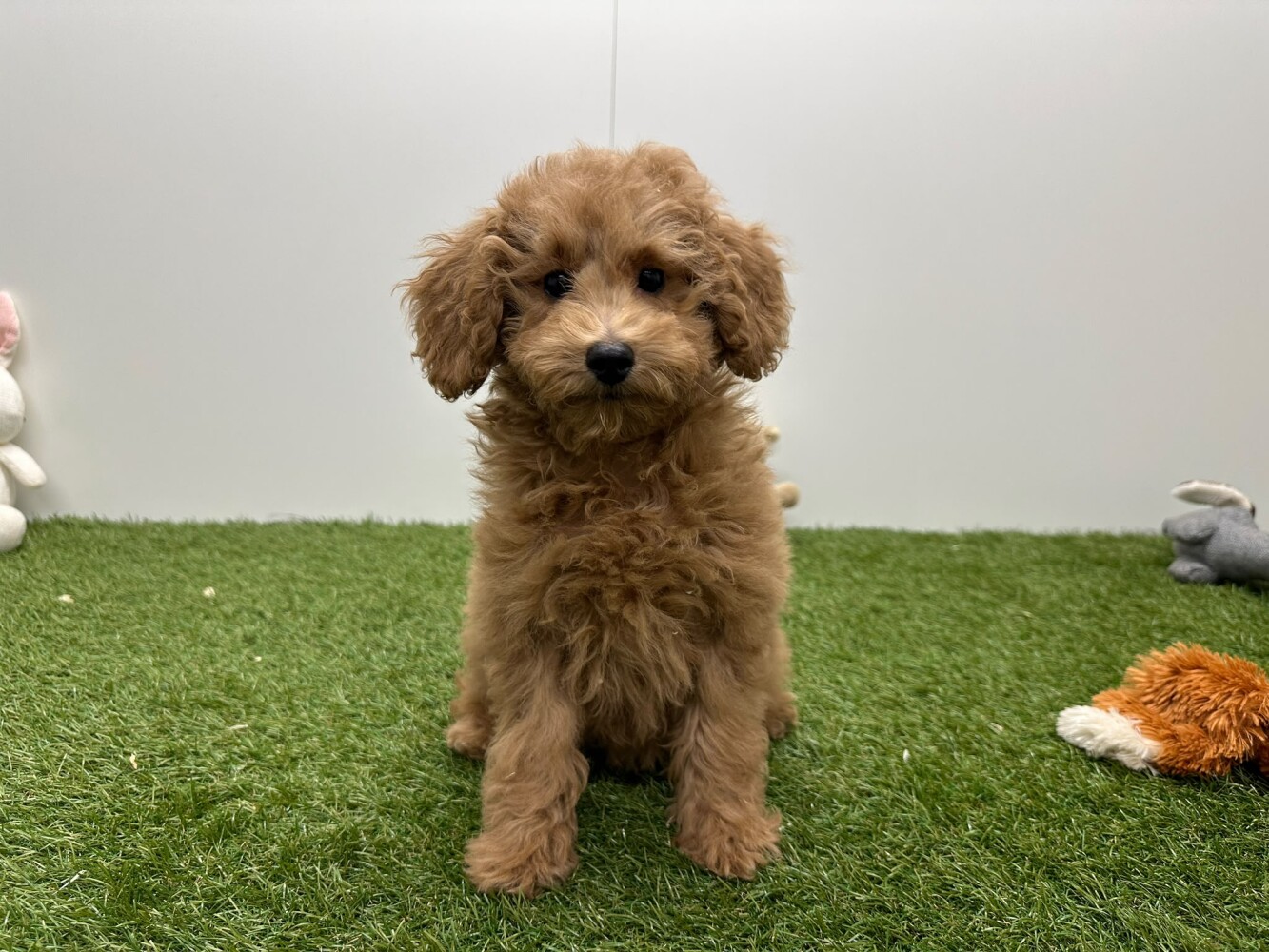 Cavapoo Vrouwelijk Abrikoos - PUP-ID 010724586 | Dierenhof Debrabandere