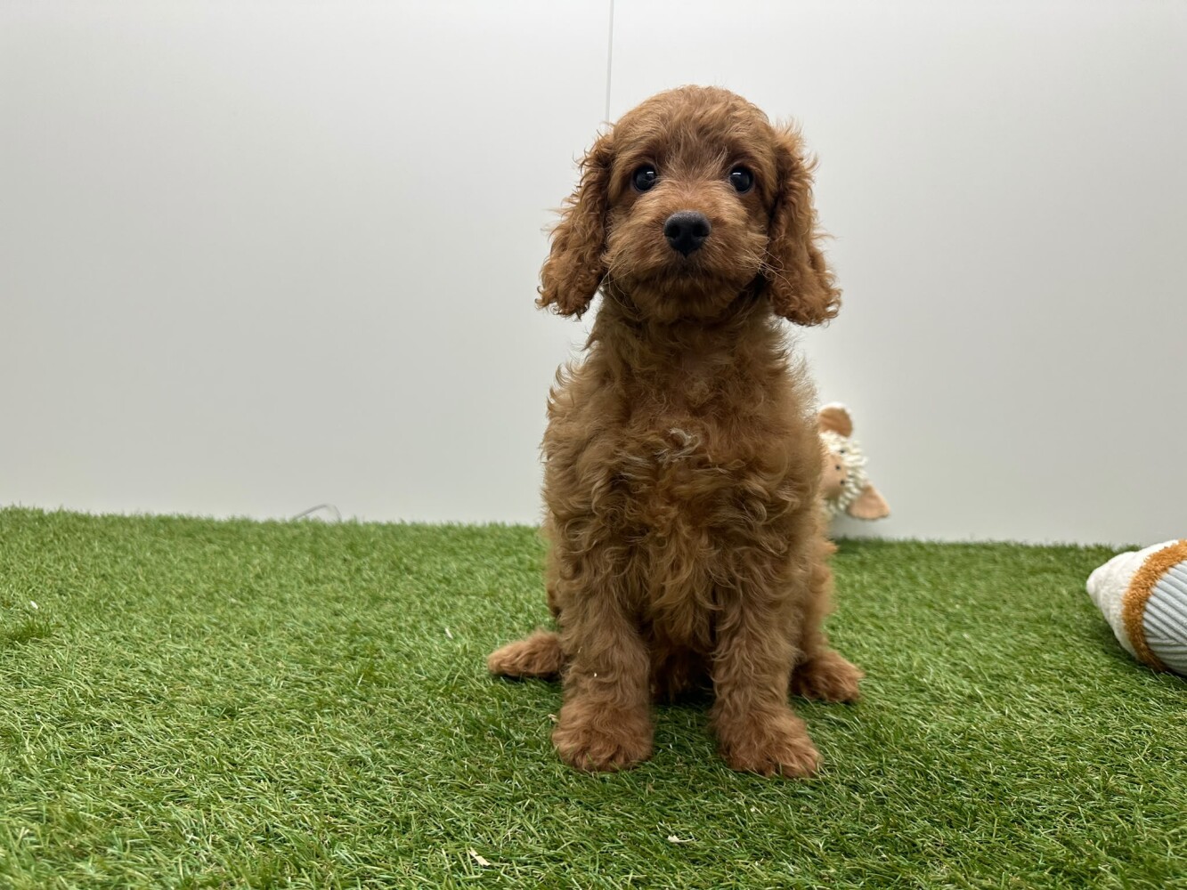 Cockapoo Male Apricot - PUP-ID 010724587 | Dierenhof Debrabandere