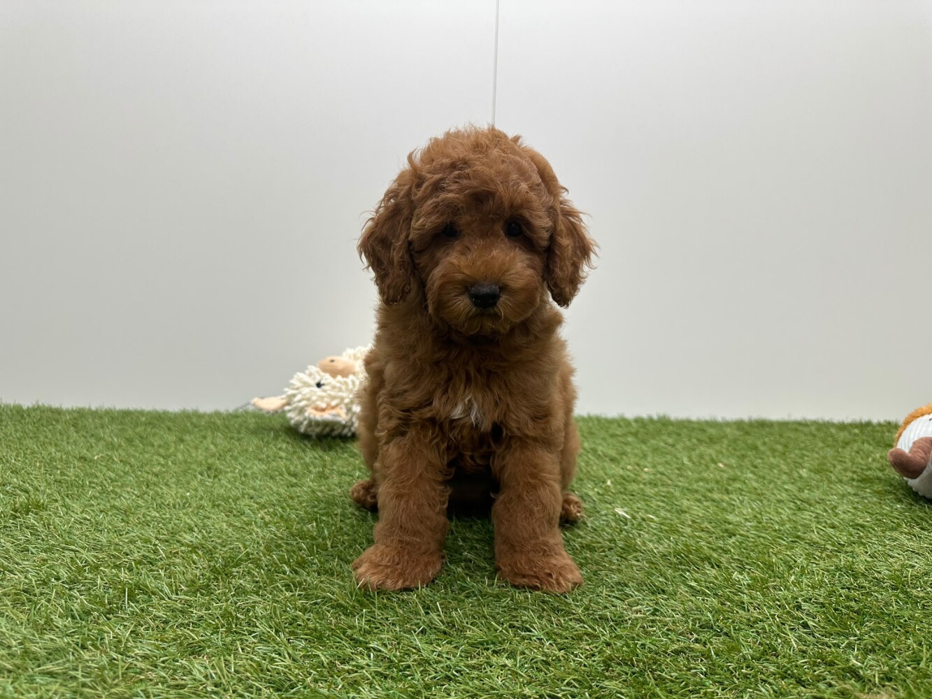 Caniche Femelle Abricot - PUP-ID 010724595 | Dierenhof Debrabandere