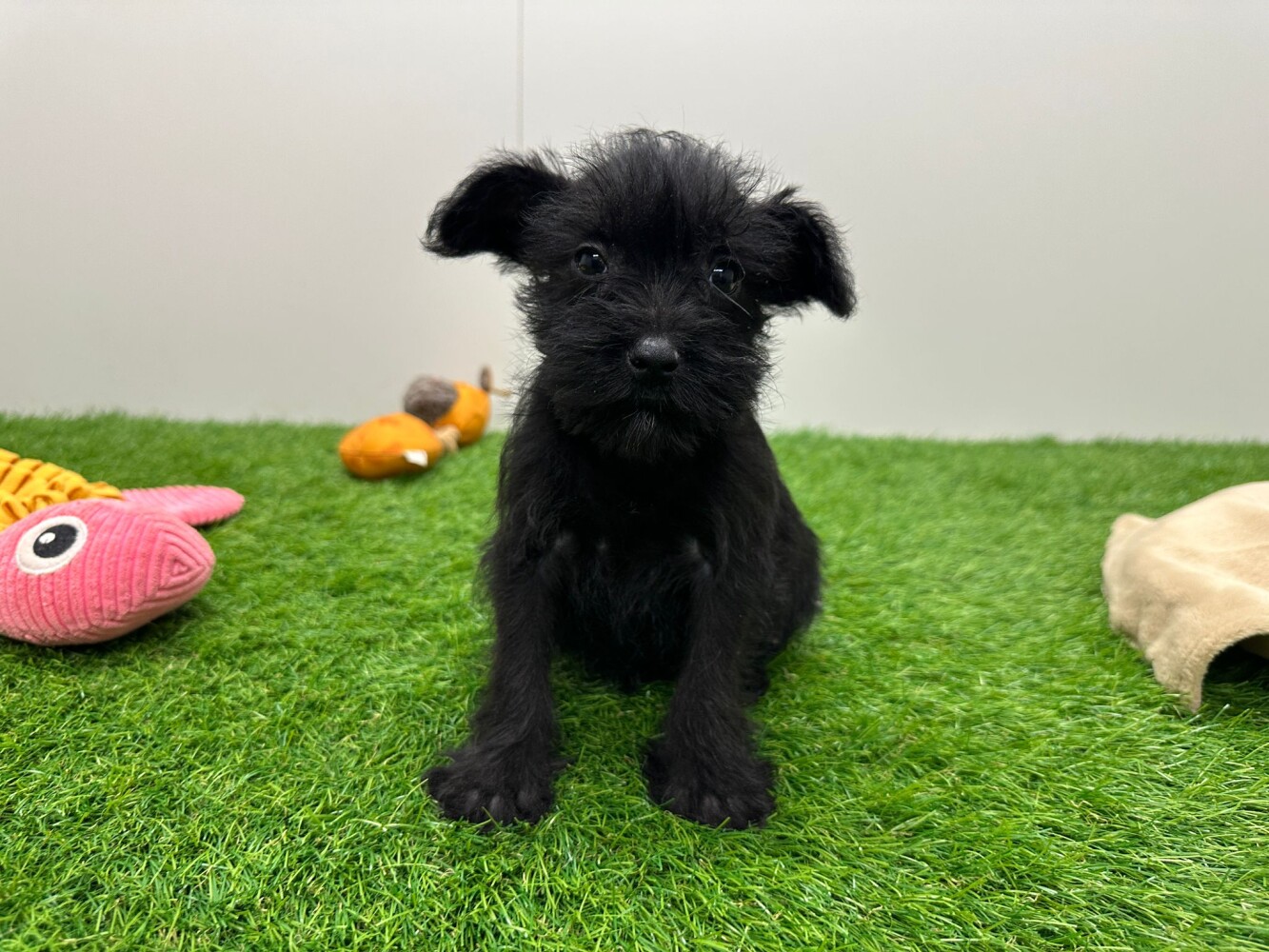 Miniature Schnauzer