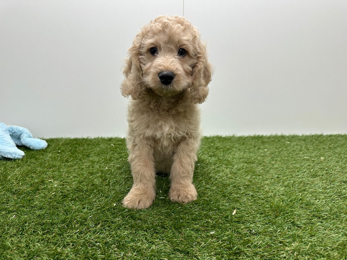 Cockapoo Mannelijk Creme - PUP-ID 010724667 | Dierenhof Debrabandere
