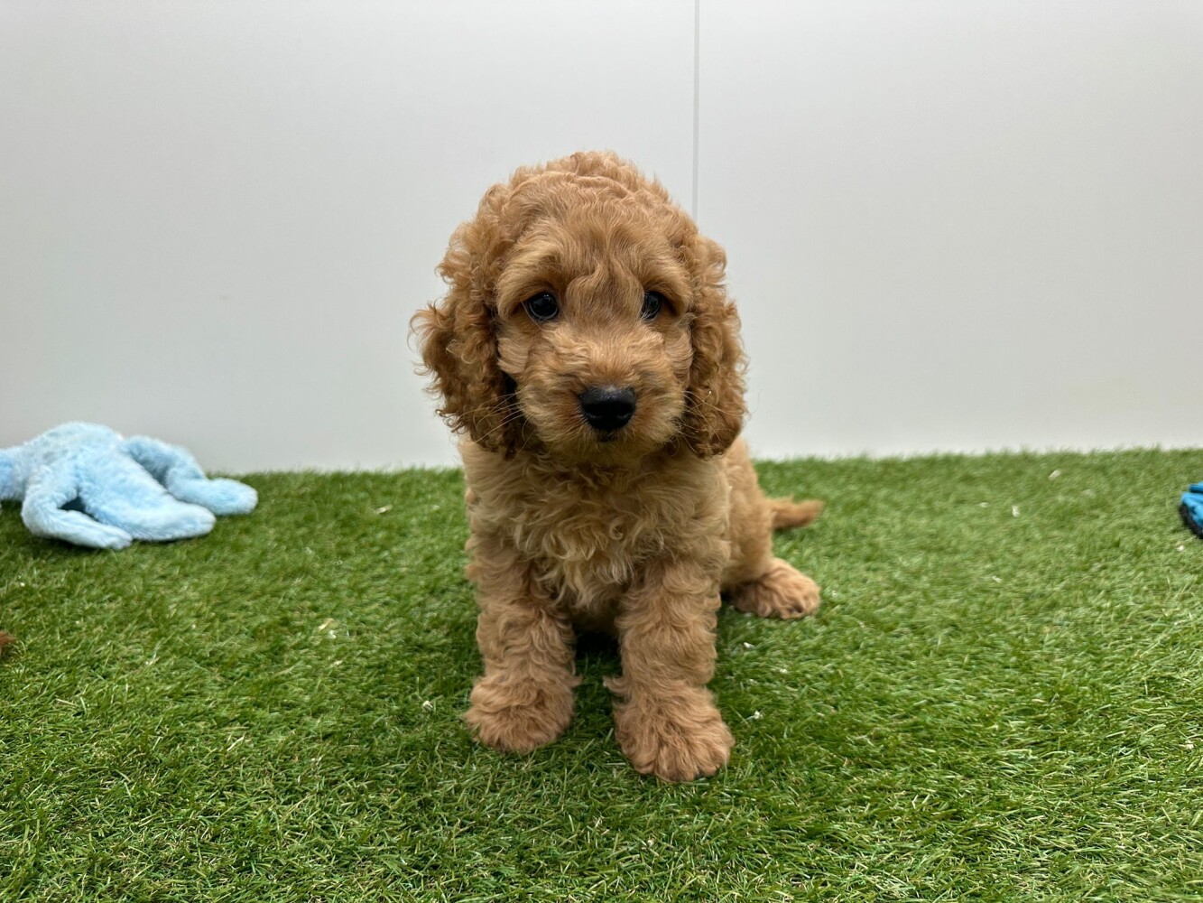 Cockapoo Mannelijk Abricot - PUP-ID 010724671 | Dierenhof Debrabandere