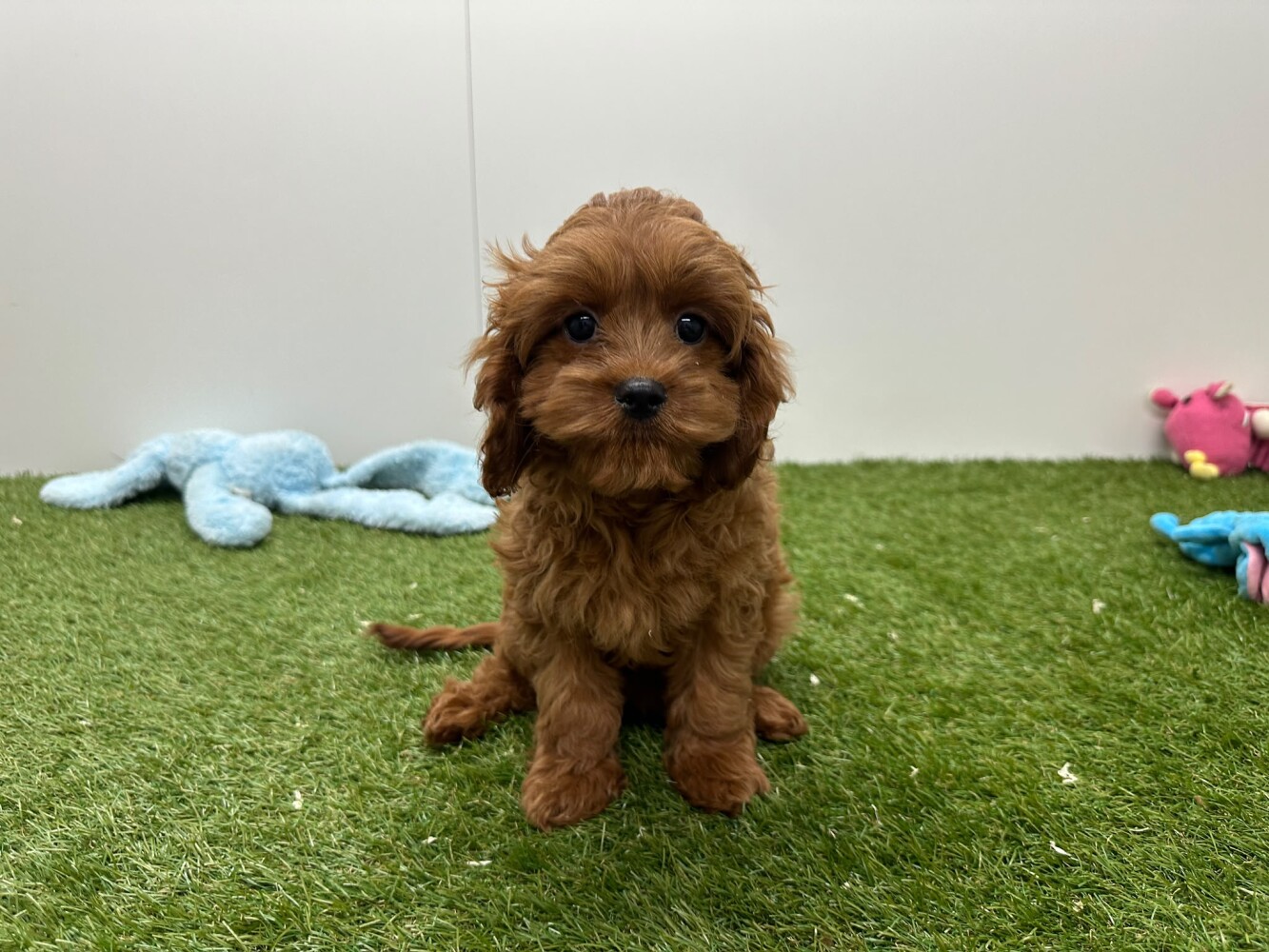 Cavapoo Vrouwelijk Abricot - PUP-ID 010724681 | Dierenhof Debrabandere