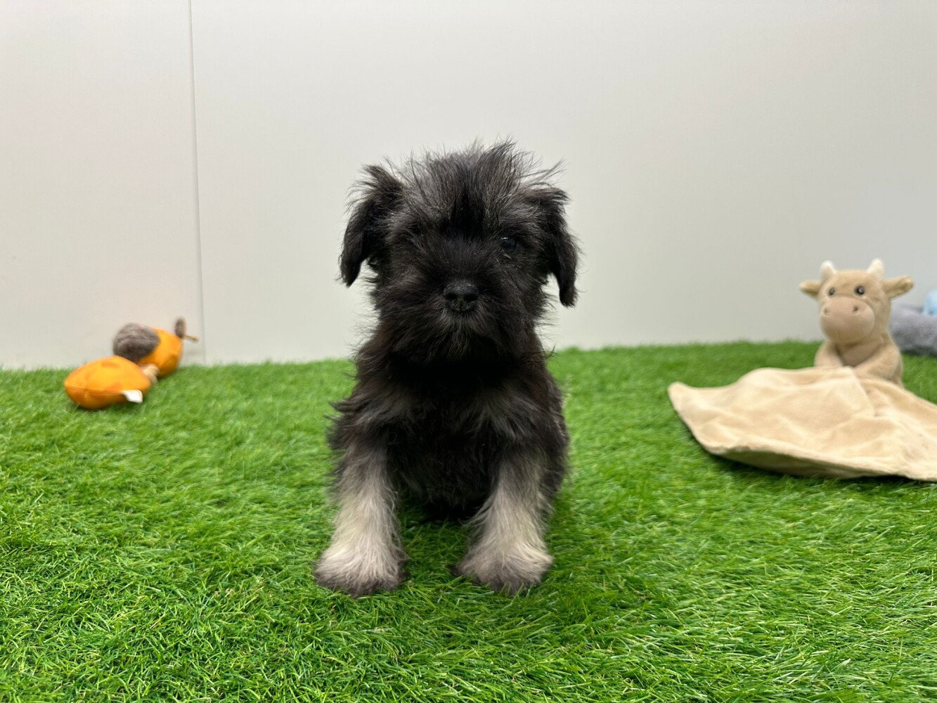 Miniature Schnauzer