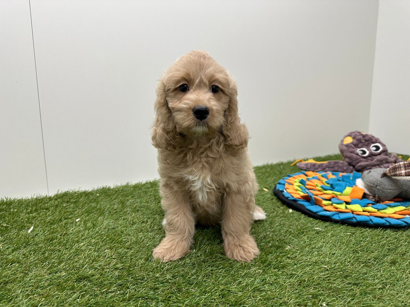 Cockapoo Mannelijk Creme - PUP-ID 010724743 | Dierenhof Debrabandere