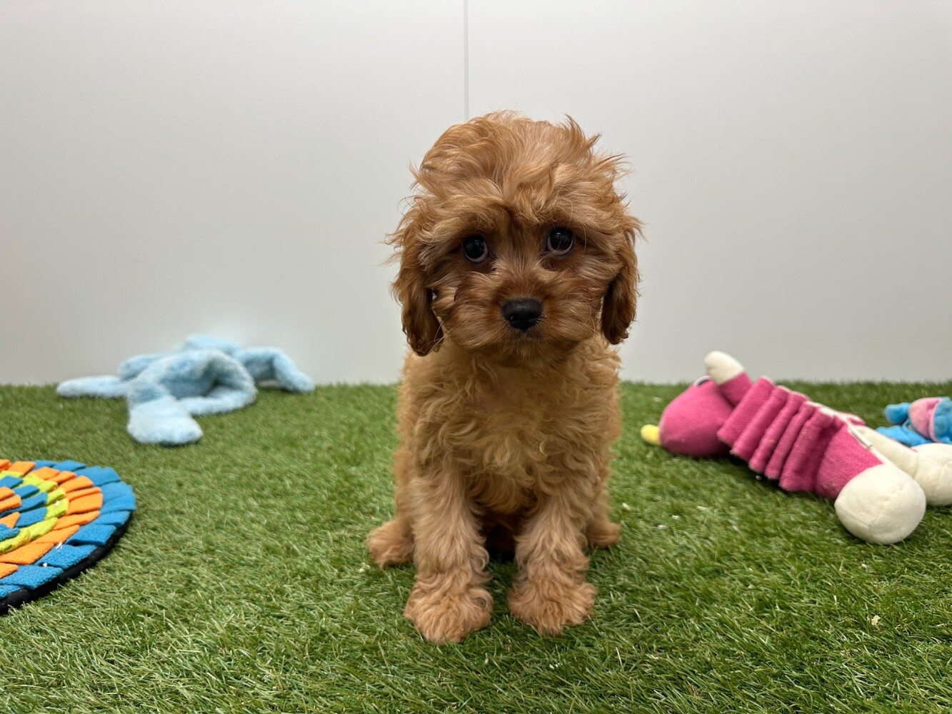 Cavapoo Vrouwelijk Abricot - PUP-ID 010724751 | Dierenhof Debrabandere