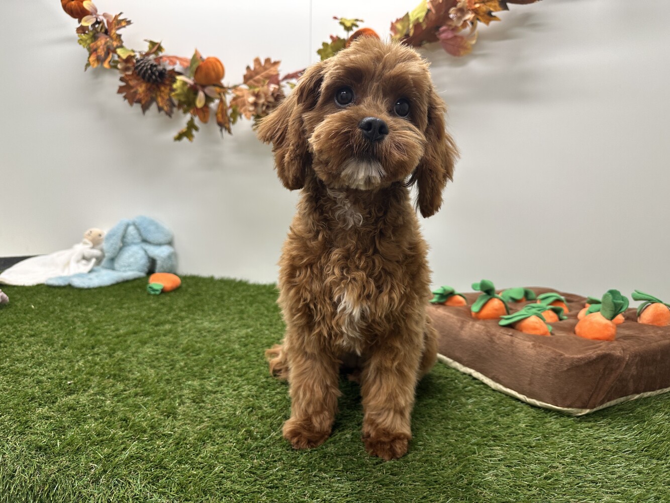Cavapoo Vrouwelijk Abrikoos - PUP-ID 010724766 | Dierenhof Debrabandere