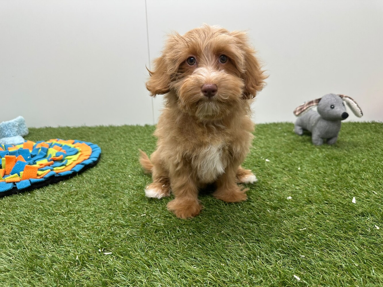 Maltipoo Vrouwelijk Abricot - PUP-ID 010724774 | Dierenhof Debrabandere