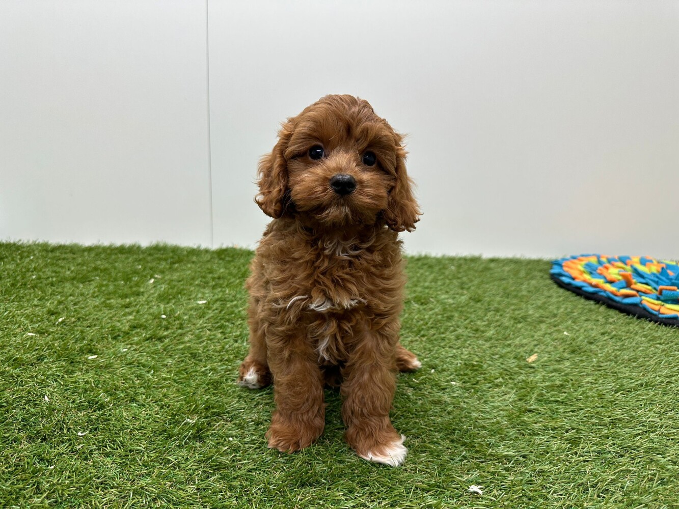Cavapoo Mannelijk Abricot - PUP-ID 010724794 | Dierenhof Debrabandere