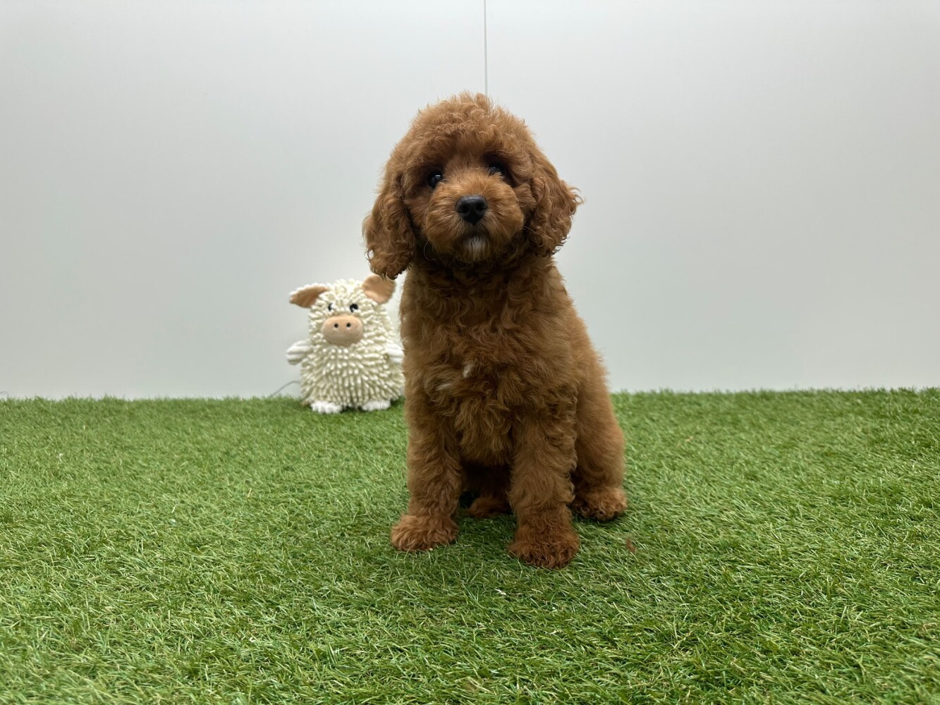 Poedel Vrouwelijk Abricot - PUP-ID 010724829 | Dierenhof Debrabandere