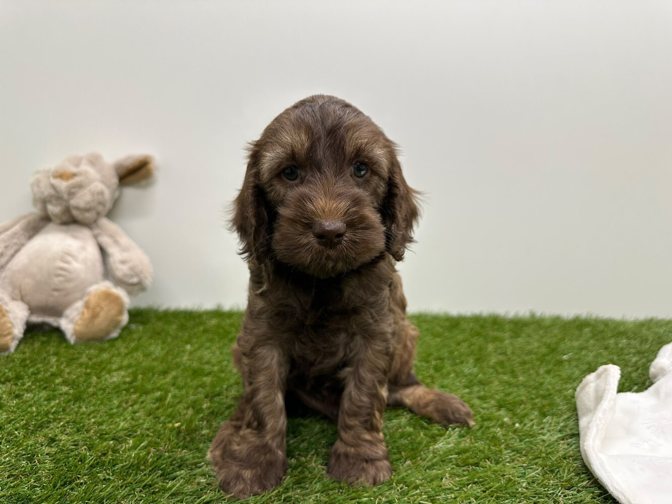Cockapoo
