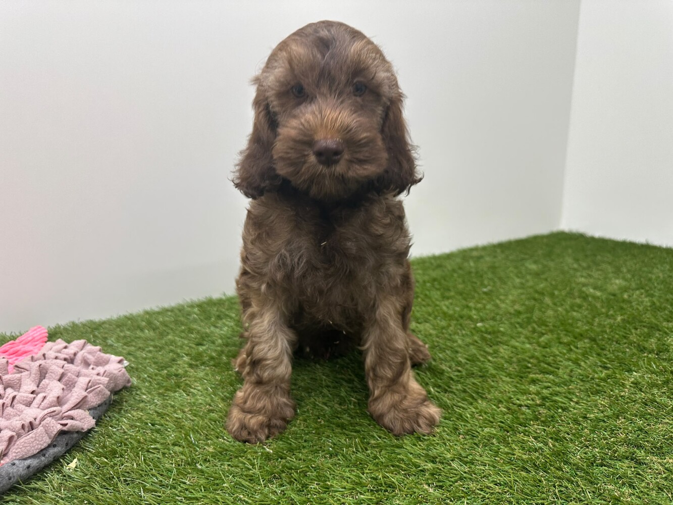 Cockapoo Male Brown - PUP-ID 010724837 | Dierenhof Debrabandere