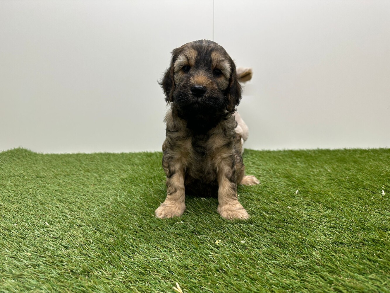 Cockapoo