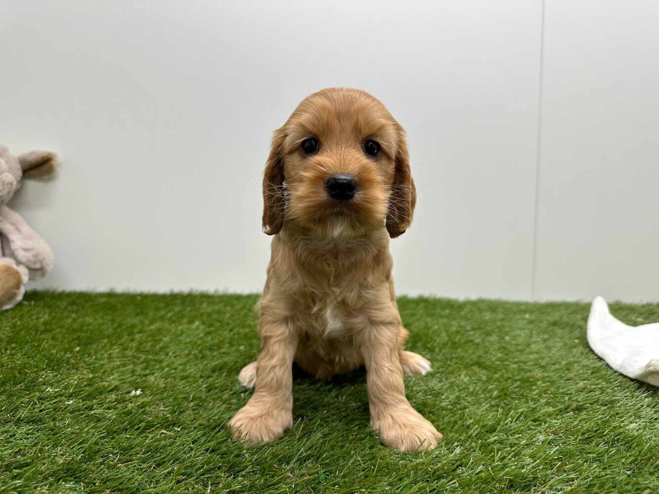 Cockapoo