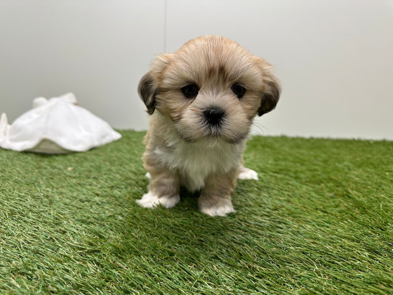 Lhasa Apso