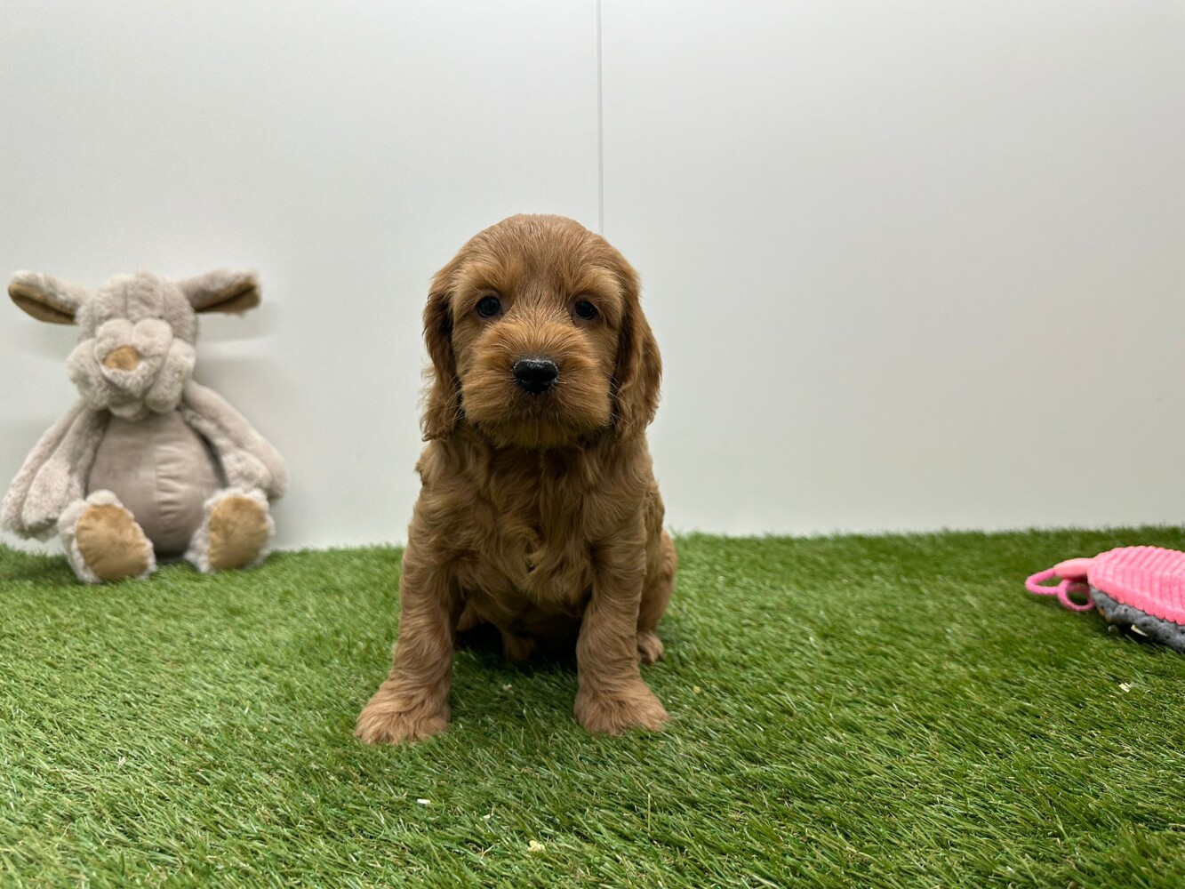 Cockapoo
