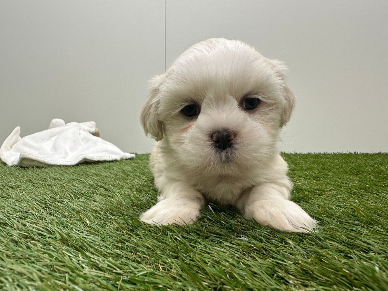 Lhasa Apso