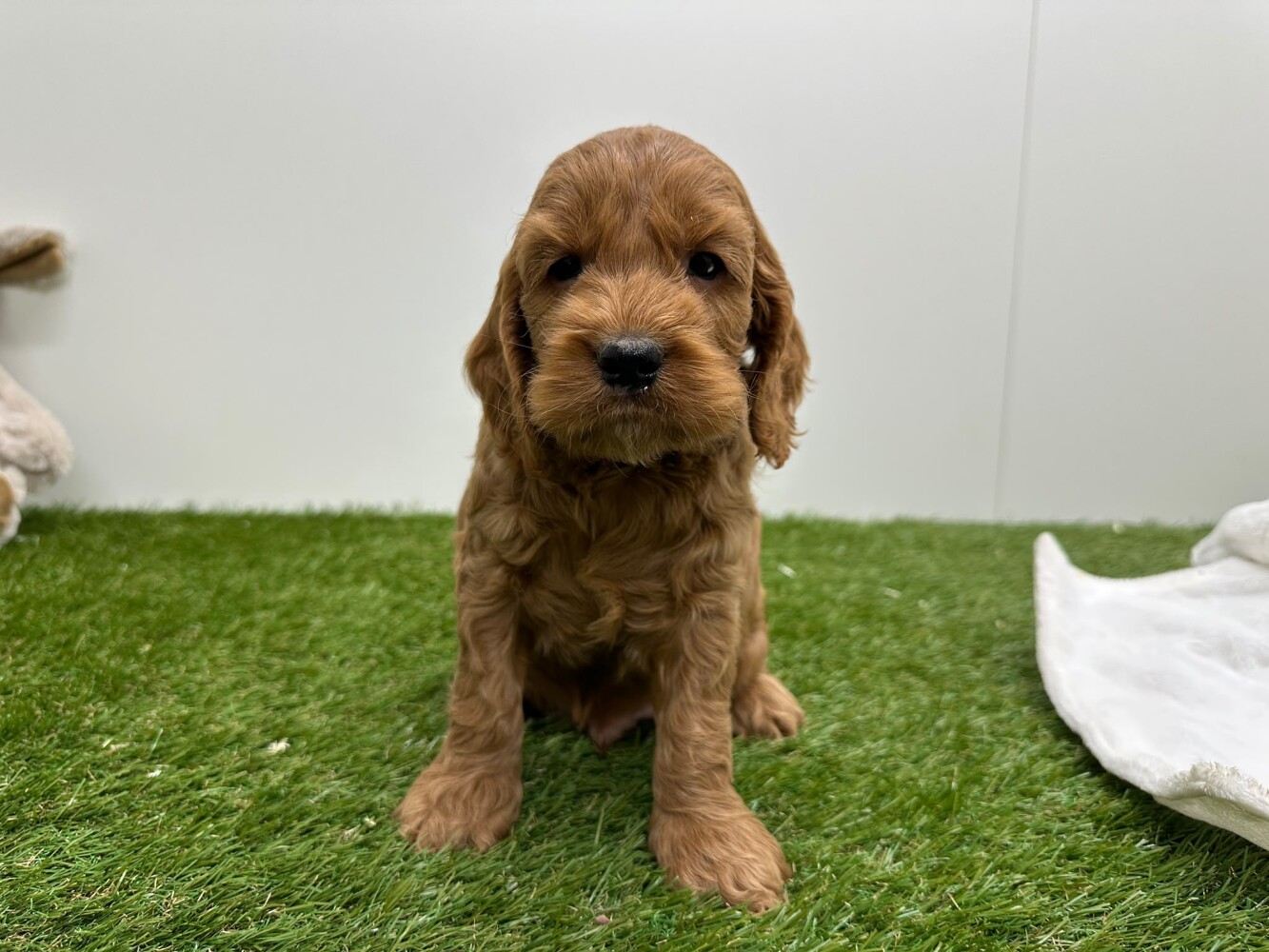 Cockapoo