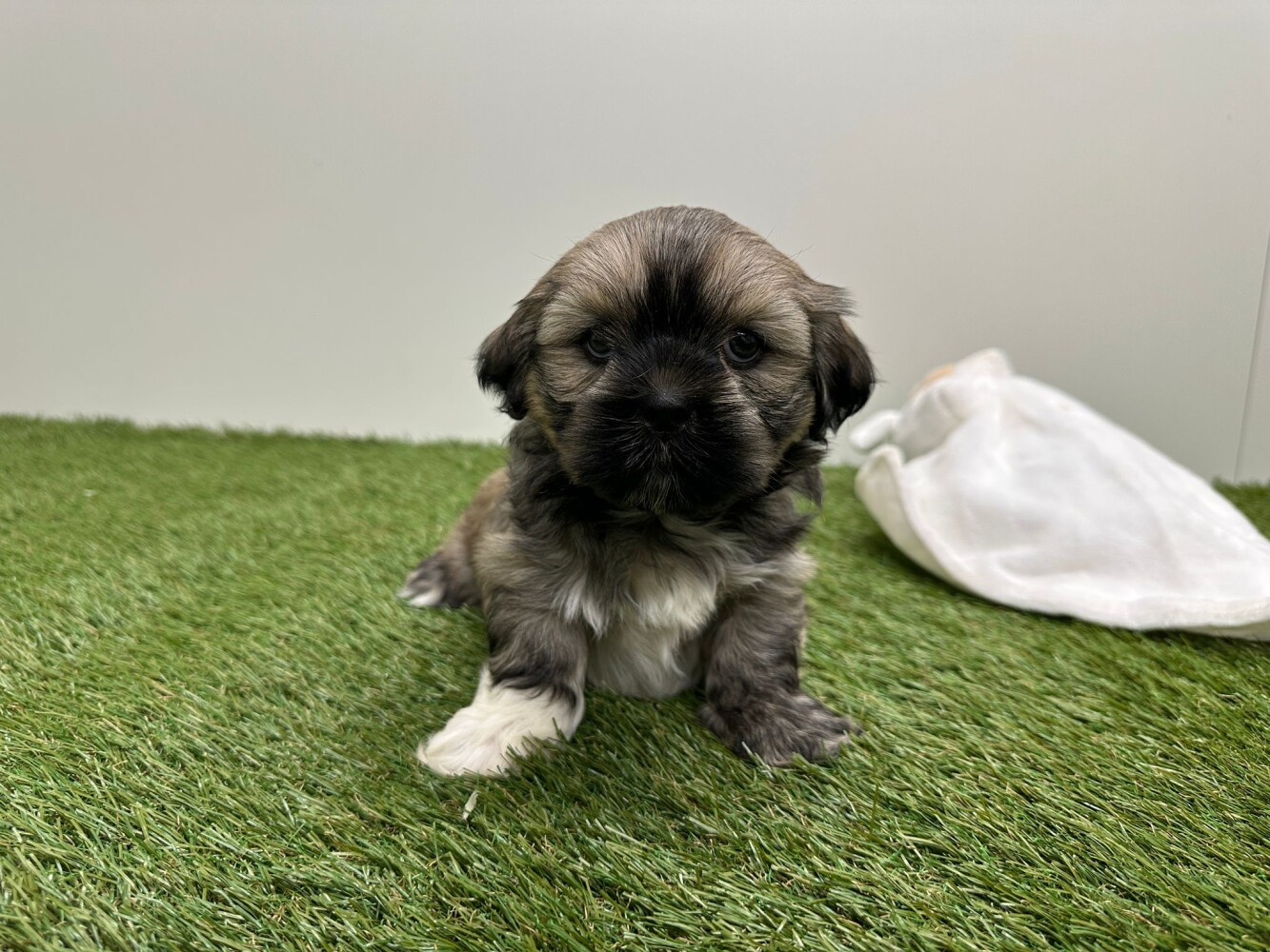 Lhasa Apso