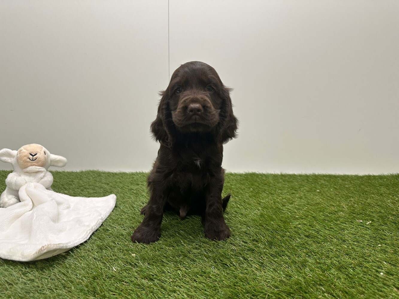 Cocker Anglais Male Chocolat - PUP-ID 010724884 | Dierenhof Debrabandere