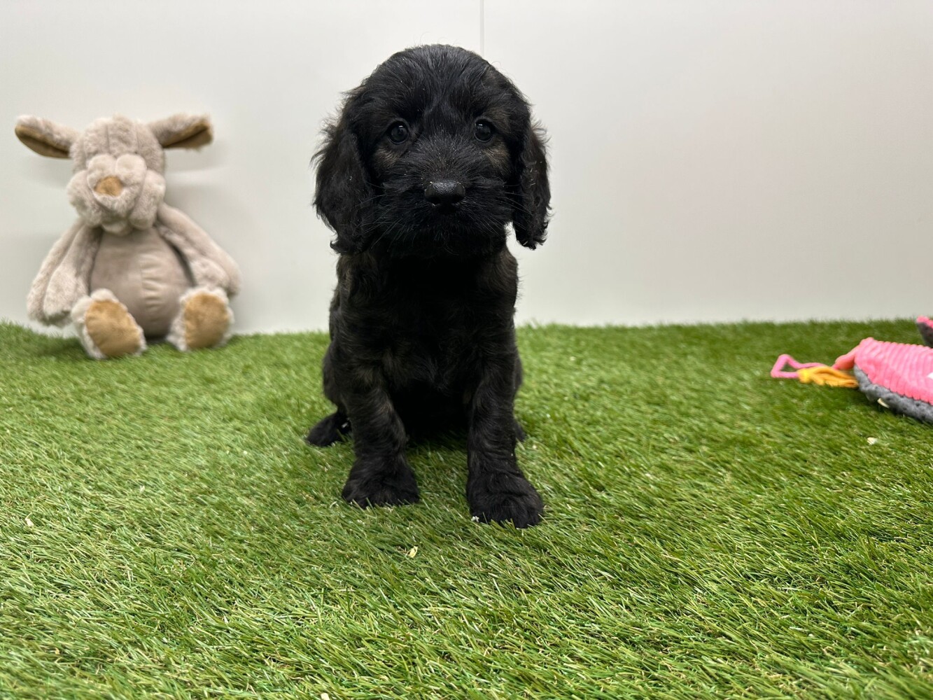 Cockapoo
