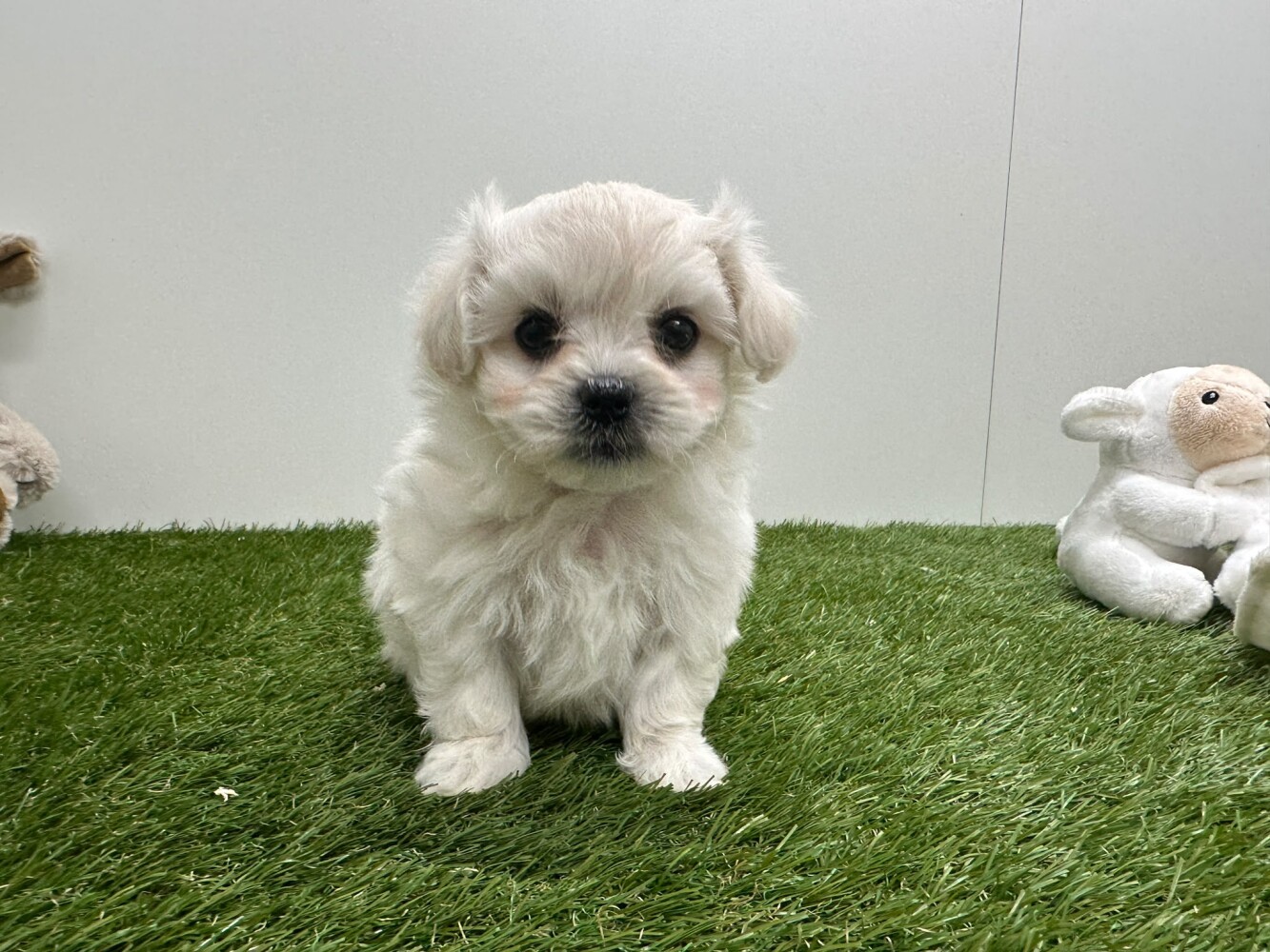 Maltese Male White - PUP-ID 010724933 | Dierenhof Debrabandere
