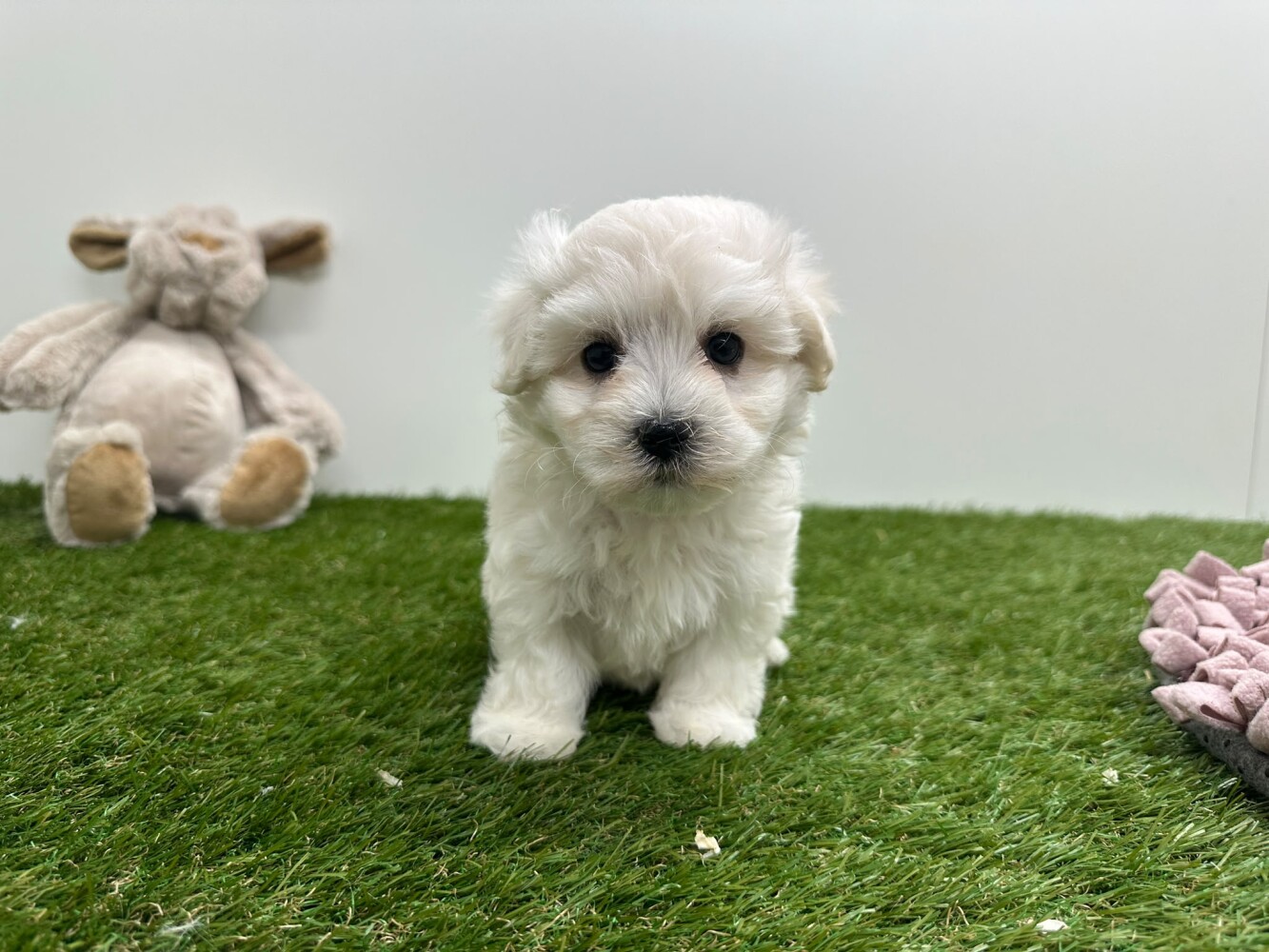 Maltese Male White - PUP-ID 010724957 | Dierenhof Debrabandere