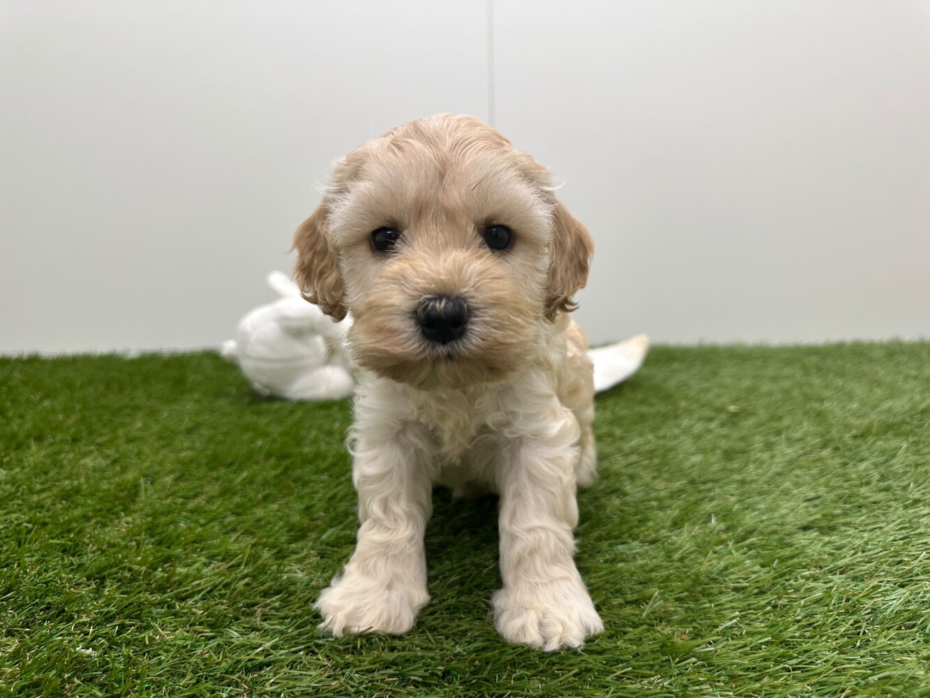 Cockapoo Female Cream - PUP-ID 010724964 | Dierenhof Debrabandere