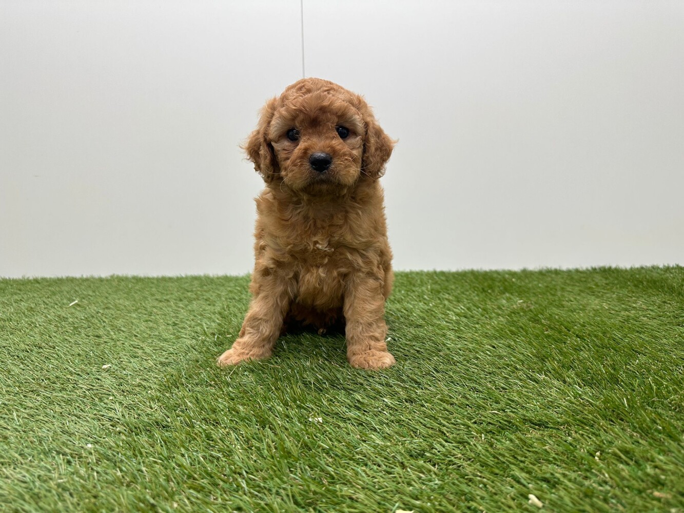 Cavapoo Male Abricot - PUP-ID 010724987 | Dierenhof Debrabandere
