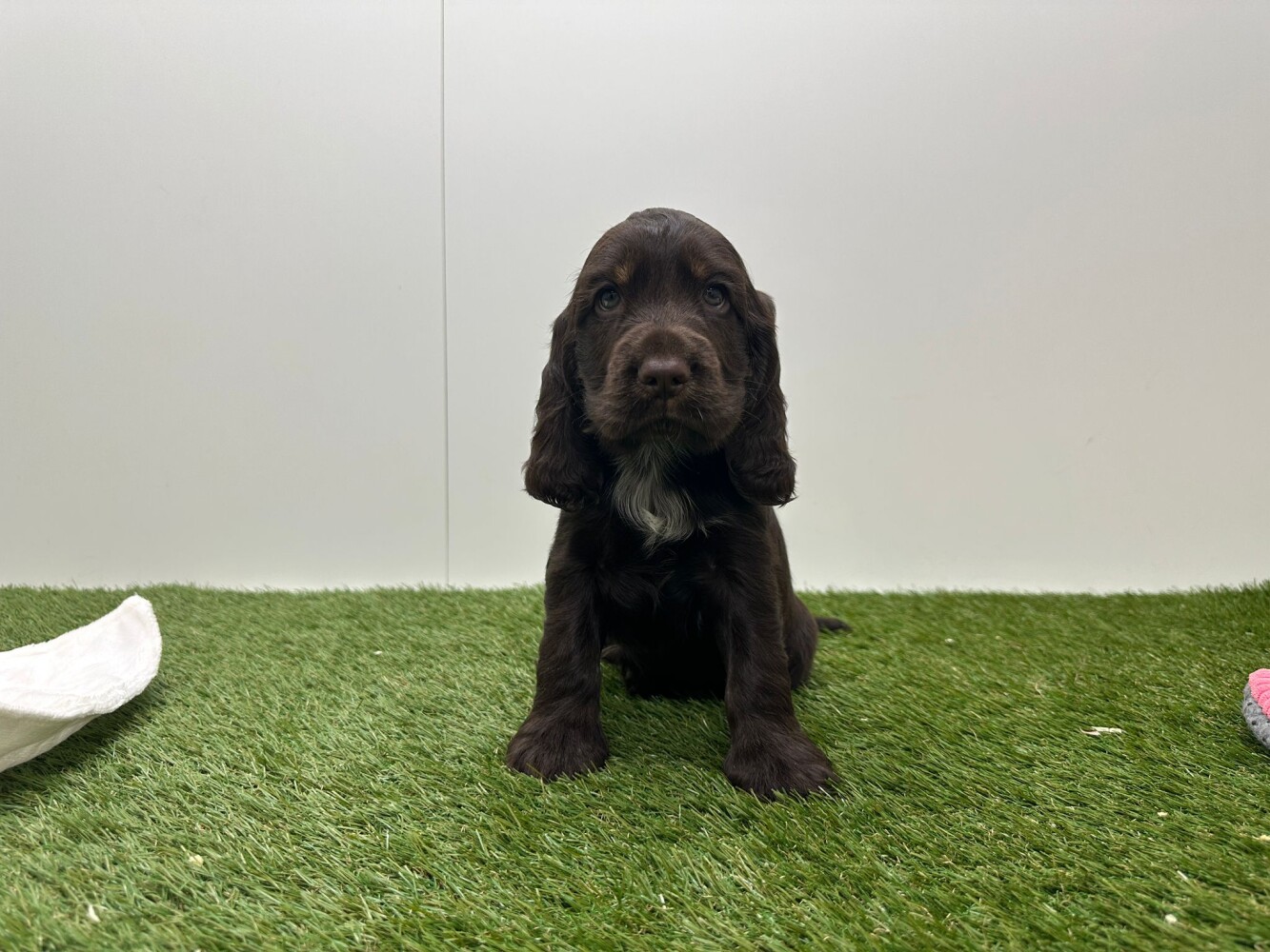 Engelse Cocker Spaniel Mannelijk Chocolat - PUP-ID 010725009 | Dierenhof Debrabandere