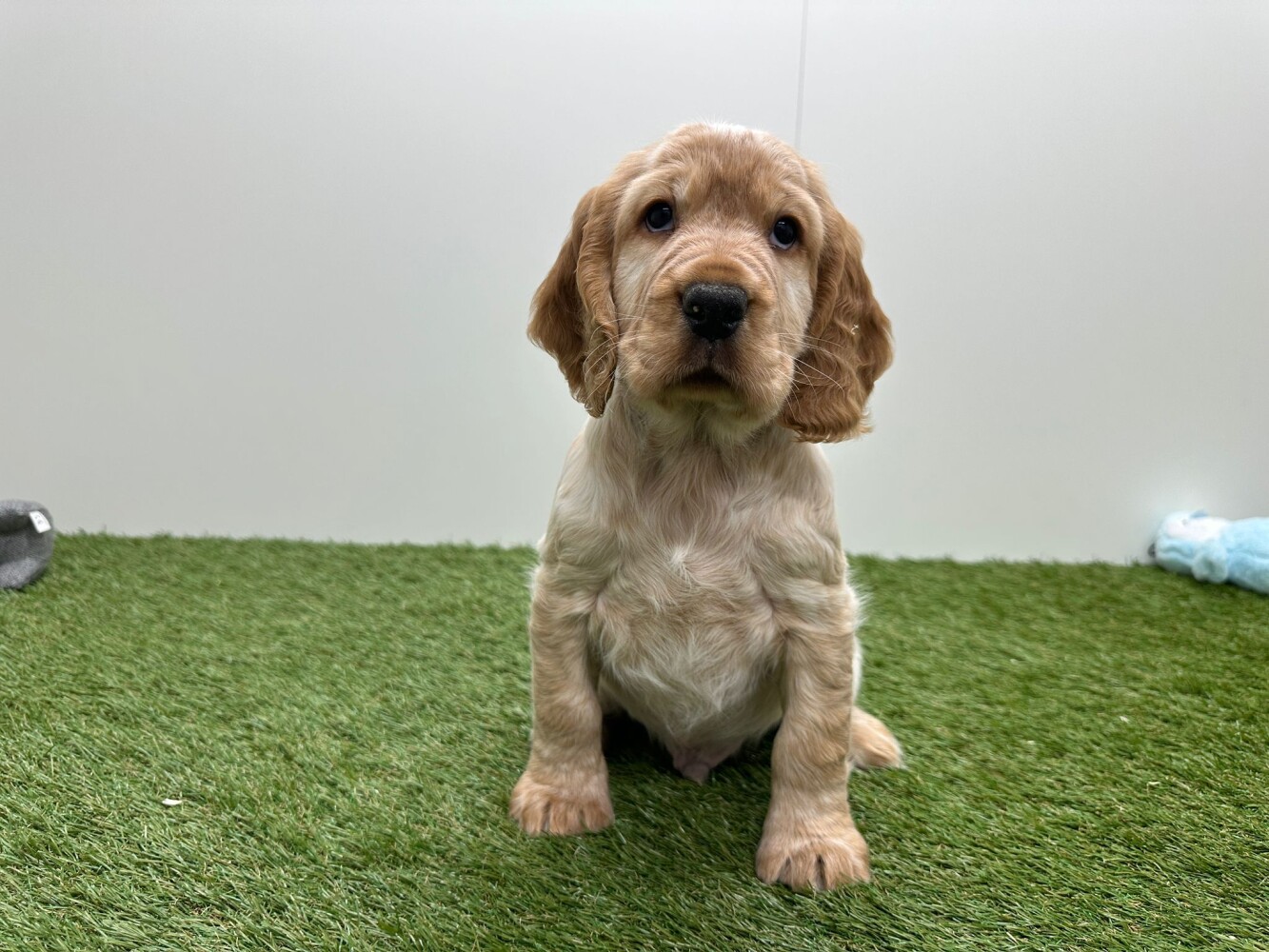 Engelse Cocker Spaniel