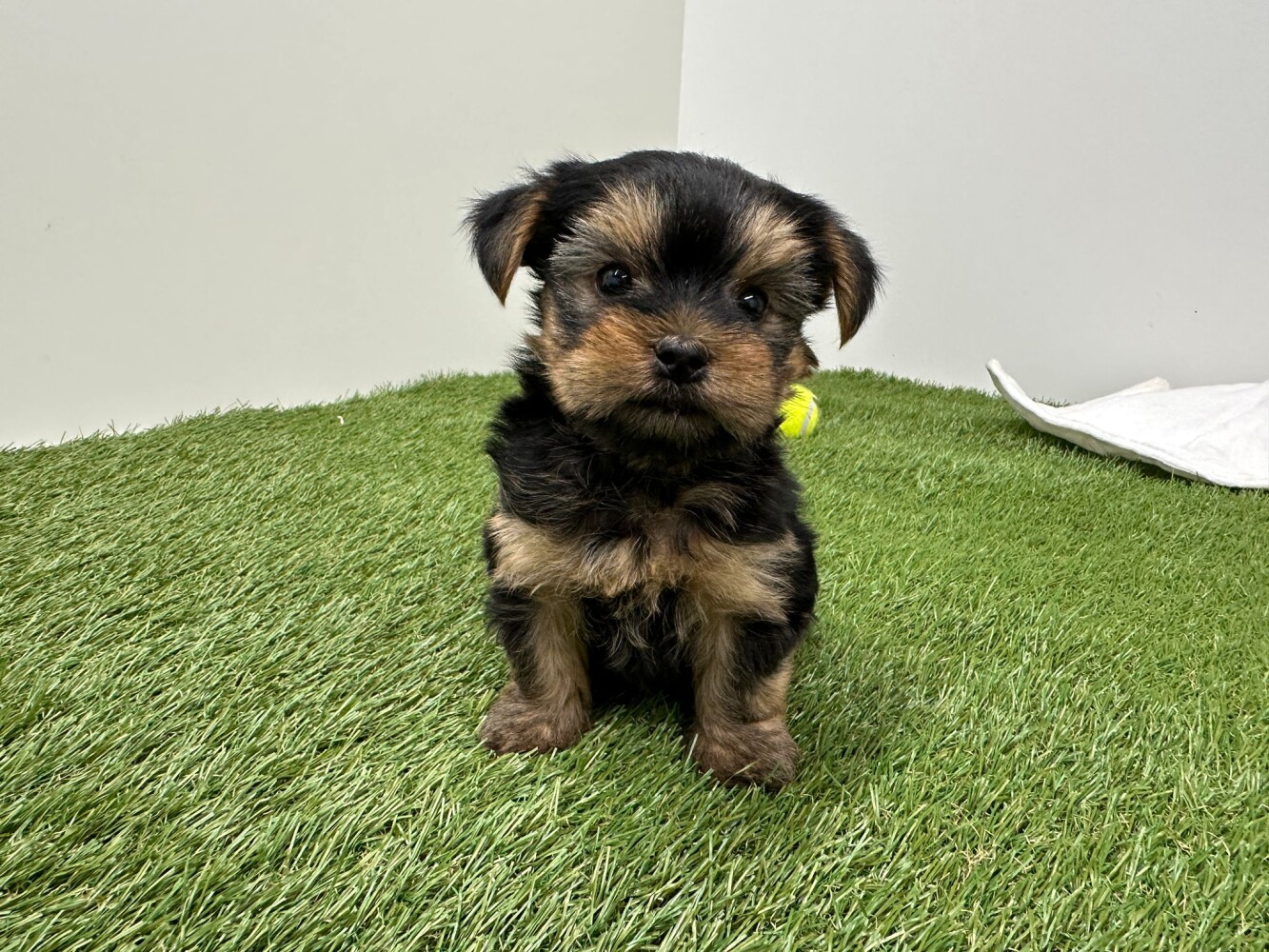 Yorkshire Terrier