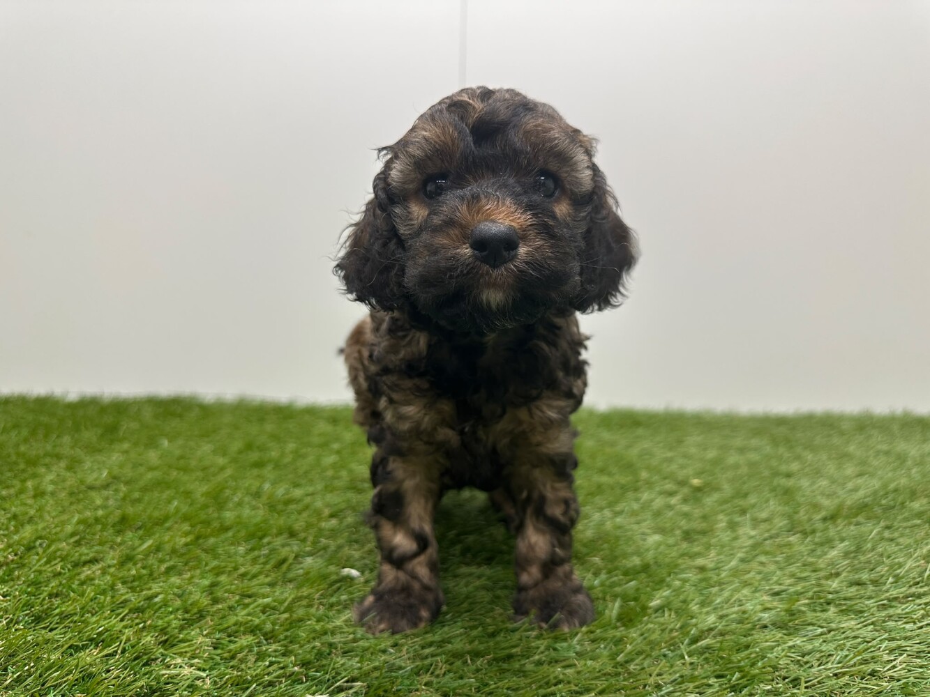 Cockapoo Vrouwelijk Bicolor - PUP-ID 010725020 | Dierenhof Debrabandere