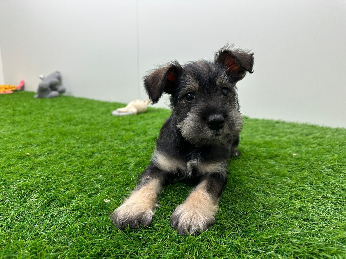 Schnauzer Nain