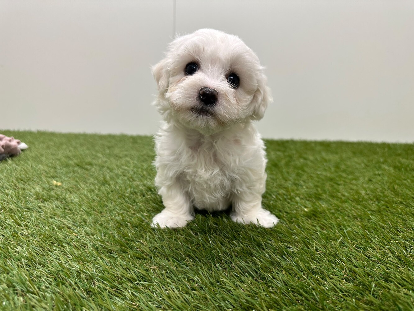Maltese Female White - PUP-ID 010725050 | Dierenhof Debrabandere