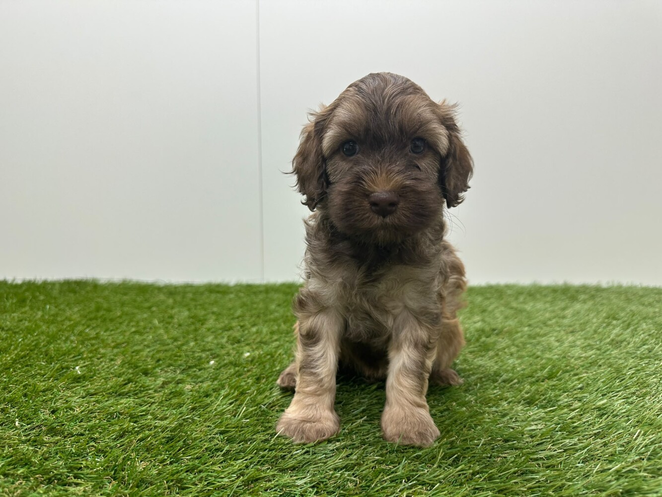 Cockapoo Mannelijk Bicolor - PUP-ID 010725073 | Dierenhof Debrabandere