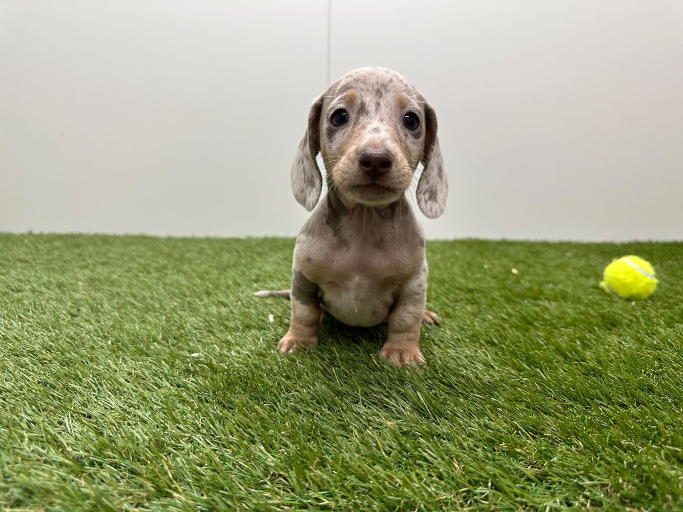 Teckel Mannelijk Merle - PUP-ID 010725099 | Dierenhof Debrabandere