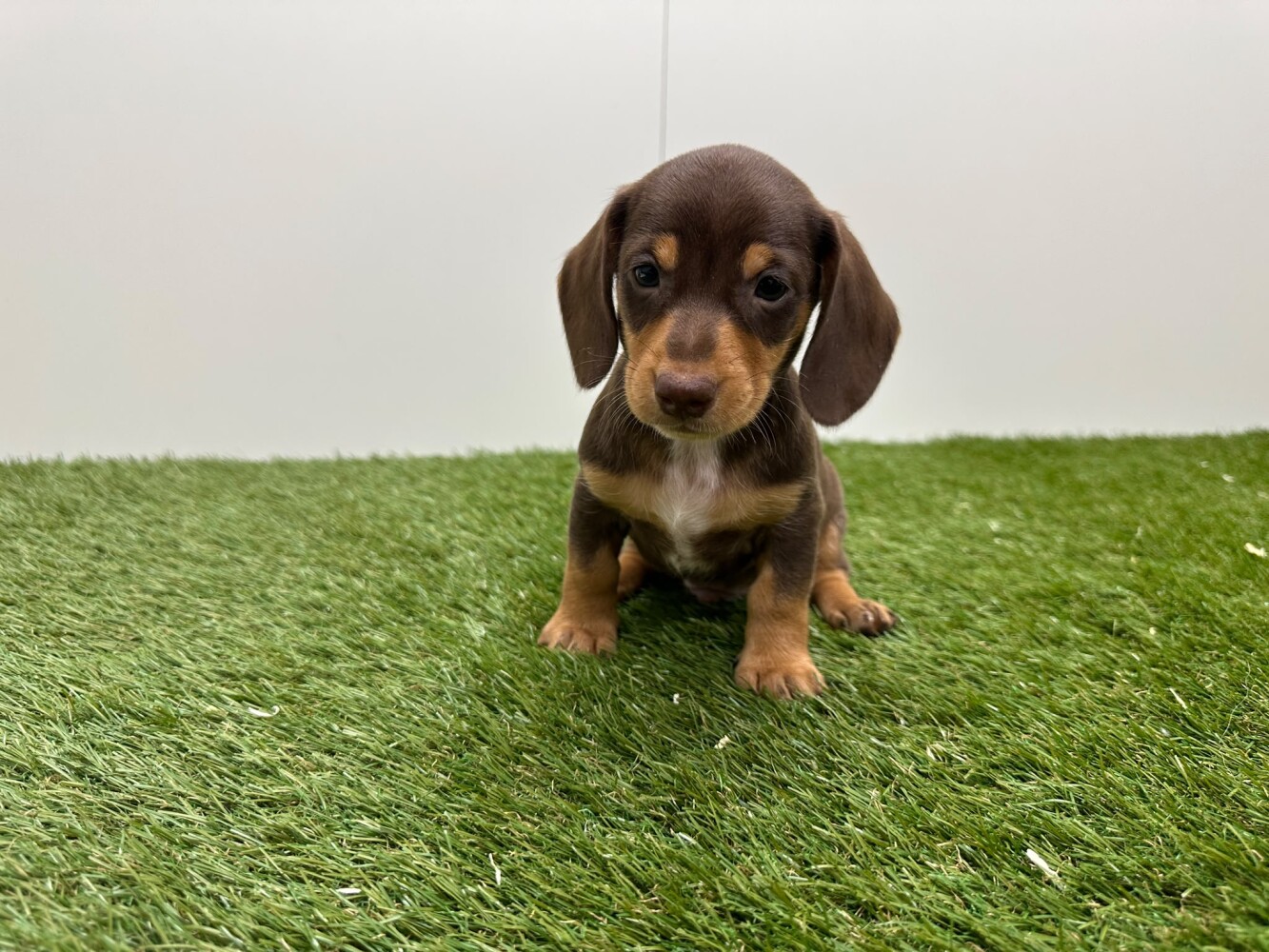 Teckel Mannelijk Chocolat en Tan - PUP-ID 010725102 | Dierenhof Debrabandere
