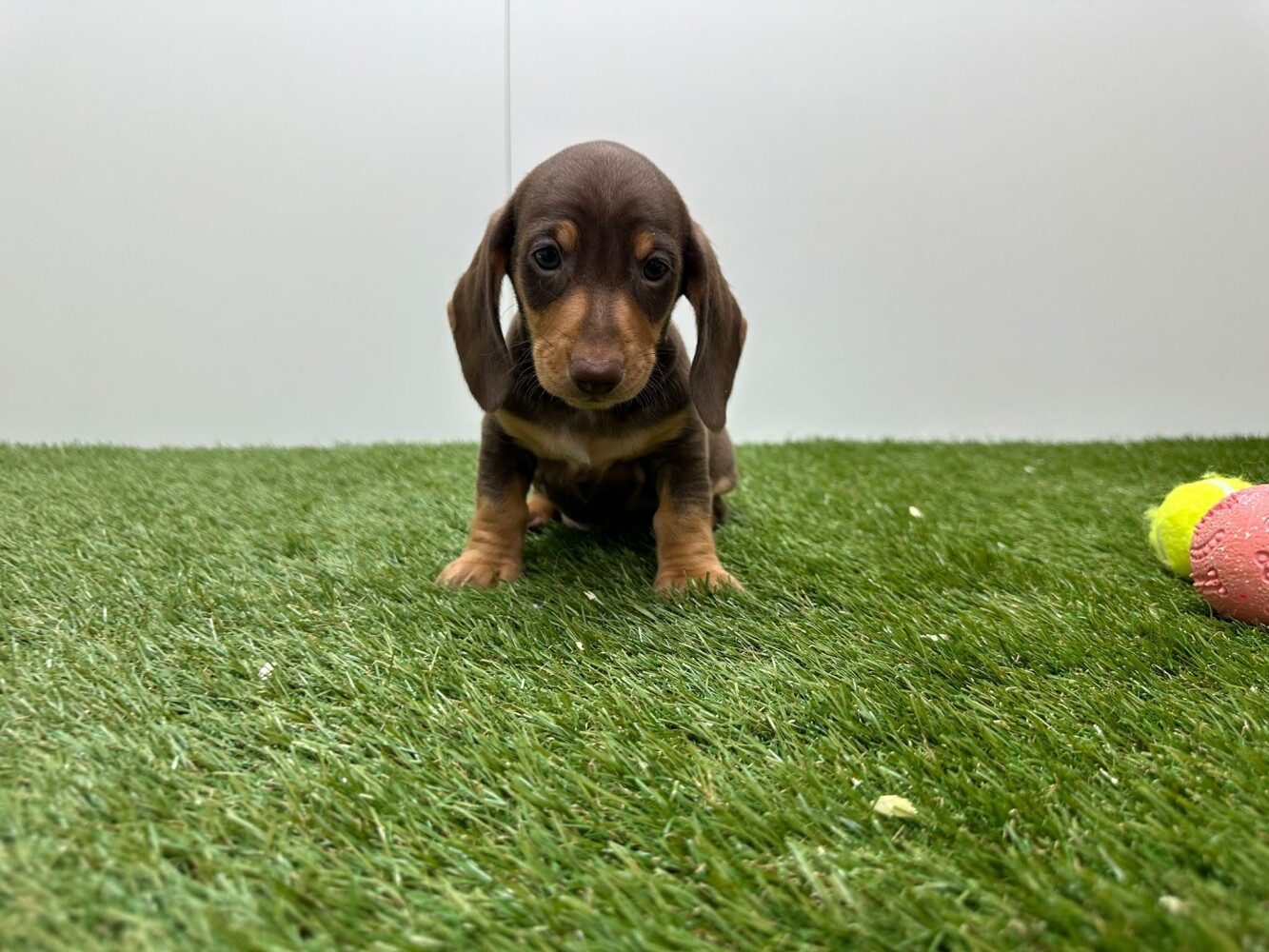 Teckel Mannelijk Chocolat en Tan - PUP-ID 010725103 | Dierenhof Debrabandere