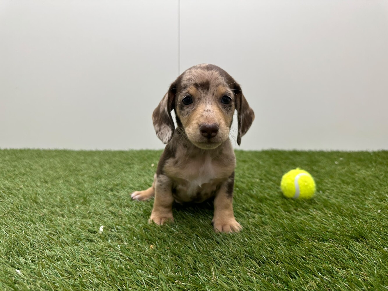 Teckel Mannelijk Chocolat Merle - PUP-ID 010725110 | Dierenhof Debrabandere