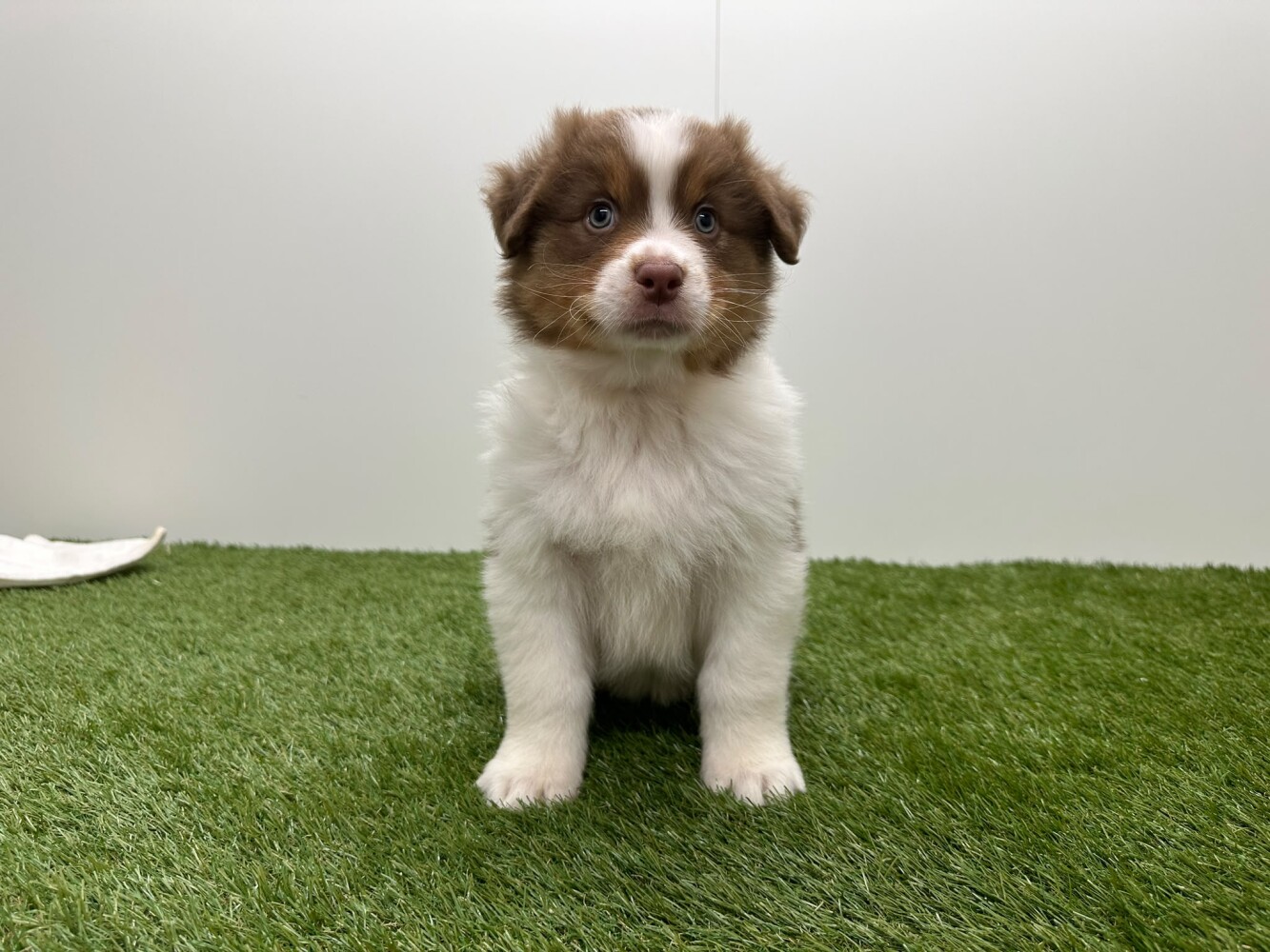 Berger Australien Male Tricolor - PUP-ID 010725146 | Dierenhof Debrabandere
