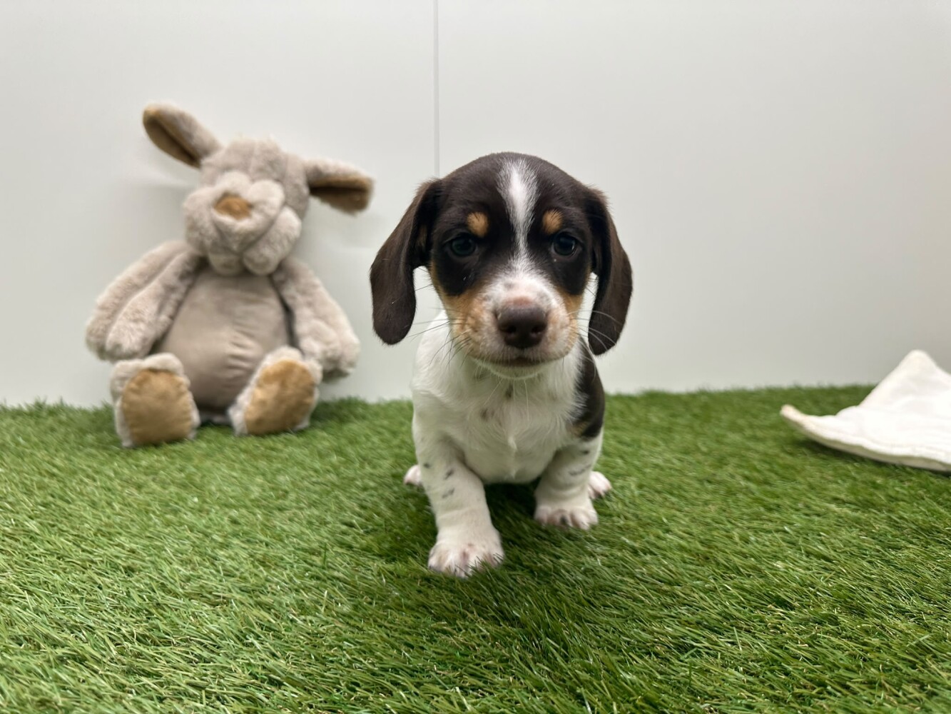 Teckel Mannelijk Tricolor - PUP-ID 010725175 | Dierenhof Debrabandere