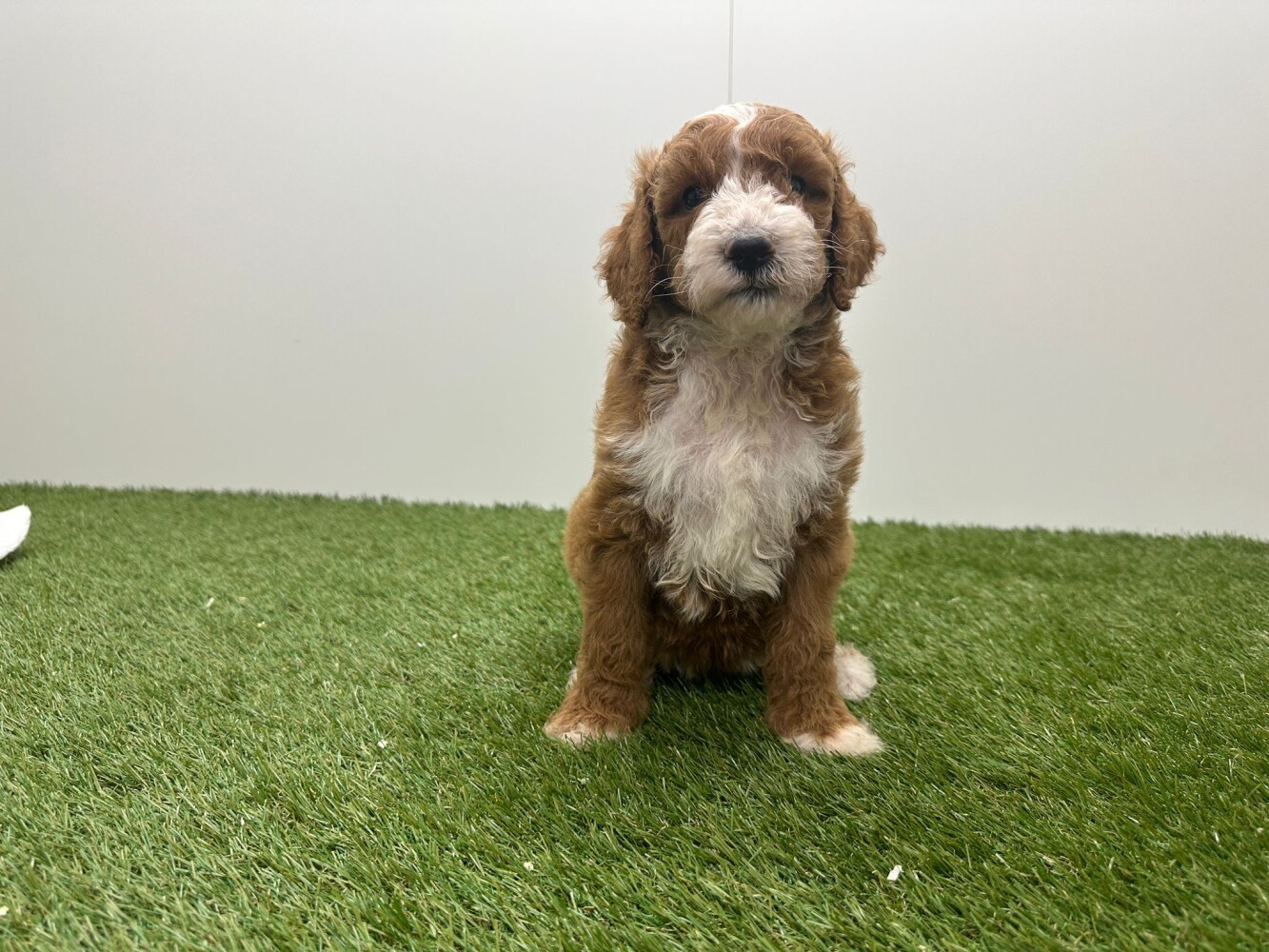 Standard Poodle Female Bicolor - PUP-ID 010725187 | Dierenhof Debrabandere