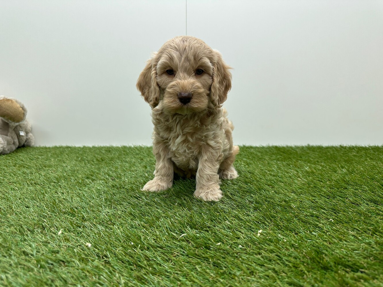 Cockapoo